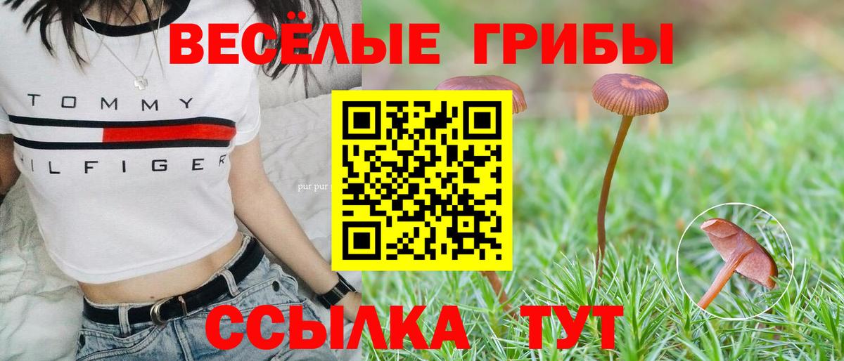 Галлюциногенные грибы Psilocybine cubensis  Вход с VPN  Камень-на-Оби 